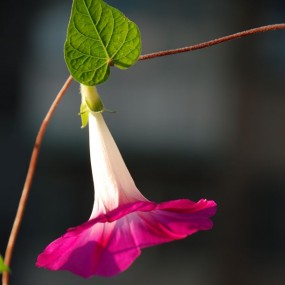 牵牛花呀牵牛花！