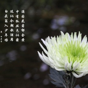 晚秋（一）菊