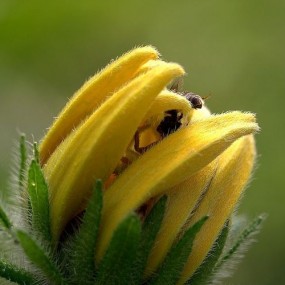 捕食土蜂的小蜘蛛