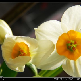 响应水仙号召~~