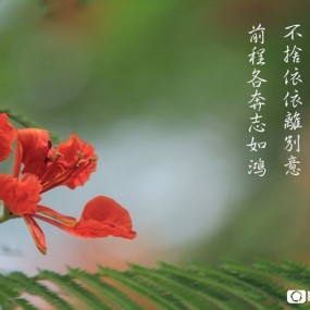 凤凰绽放——凤凰花绿色通道