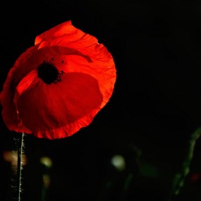 新手拍虞美人，请大师们指导