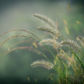 雨中小景