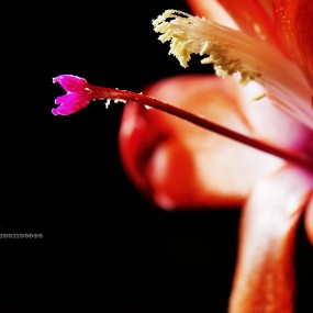 几张生态小品。。。