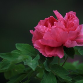 户县赏‘牡丹’