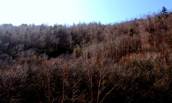 秦岭山的桦树
