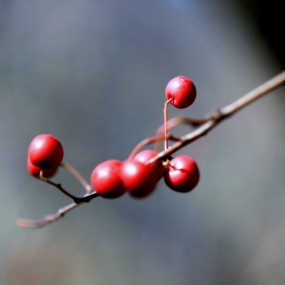 老袁习作（13）