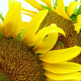 老陕把这万货叫向尔葵