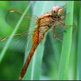 600D狗头＋近摄镜 打蜻蜓-----求指点！