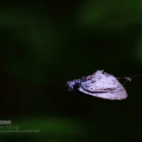 虫虫的故事-猎手蜘蛛