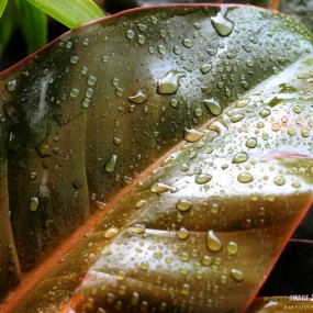 【雨后】----微距小品