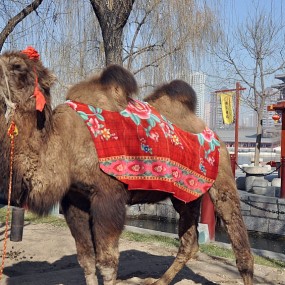 再廋的骆驼比马大
