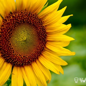 向日葵庄园的尾声