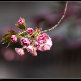 意外之遇，拍到用塑料袋子造窝的麻雀。。