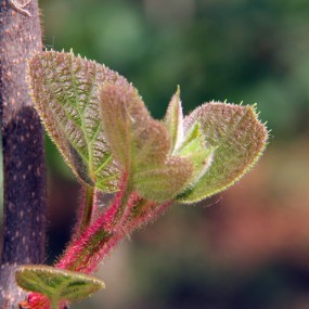 见过猕猴桃的叶芽吗？