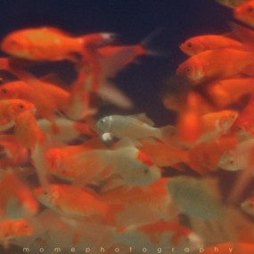 夜幕临近的海洋馆