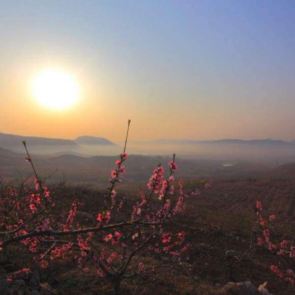 山东蒙阴桃花晨曲