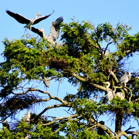 千年古树  百年鹭鸶