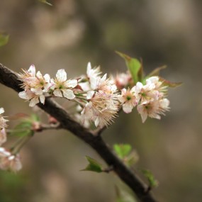 0309沙尘下的春花