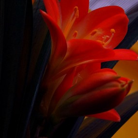 早开的君子兰------摄于西窑头花市