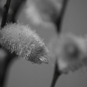 悄然迎春的干支梅