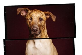 Elke Vogelsang 狗狗肖像