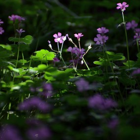 小花儿 小草儿 小树枝儿