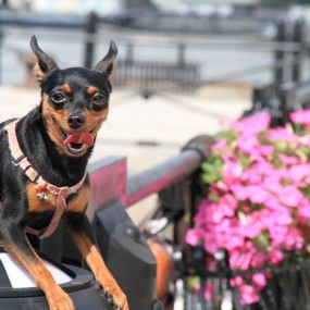 《狗狗也爱靓》