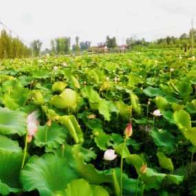 千亩荷花美汉中