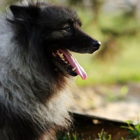 荷兰毛狮犬_航海王基德_宠物_狗