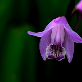 朵朵小花招人爱  二