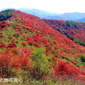 红得好像燃烧的火