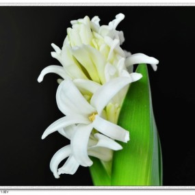 风信子_静静的开放_再度更新4张白色风信子