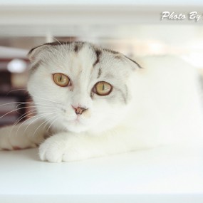 你这么萌，你主人知不知道