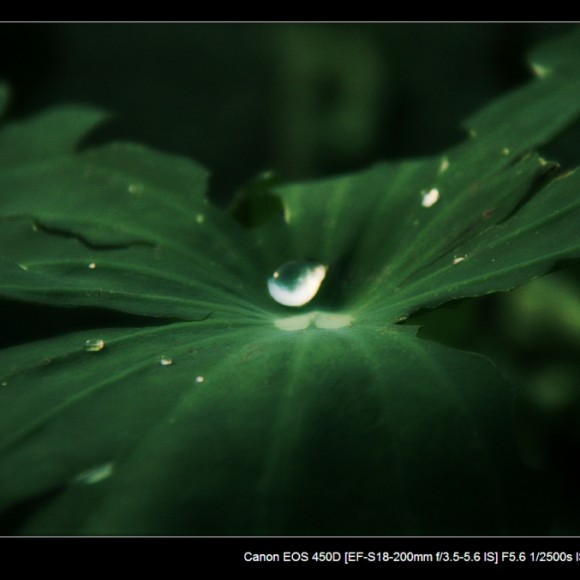 雨后那荷塘