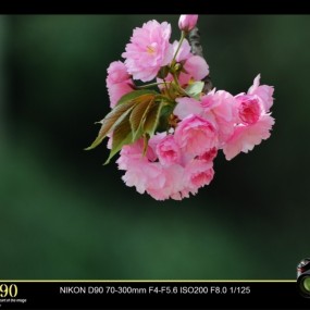 4月，西安交大樱花。