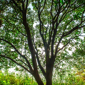 门前一颗好大的树