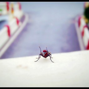 一只卖萌的红眼蝇