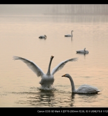 2013-01-28 平陆天鹅