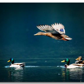 朋友拍的鸟：感觉不错