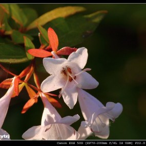 近摄镜微距世界