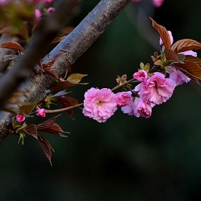 永阳公园花卉练习
