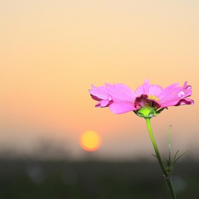 迎着阳光的格桑花