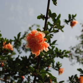 拍了些植物~O(∩_∩)O~