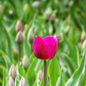 西安交通大学樱花祭及兴庆公园郁金香展