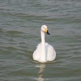 转发雨宁君老师的鸭子是否显参数