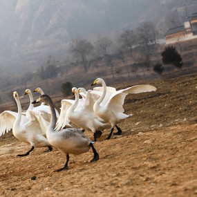 鹅、鹅、鹅，曲颈向天歌