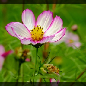 一些偶遇的花儿
