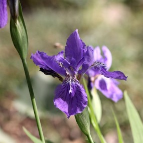 上班路上的花花鸟鸟
