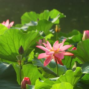 荷花习作-丰庆公园-2013